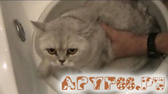 как купать кошку