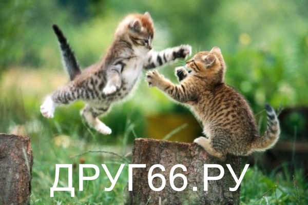 Купить кошку